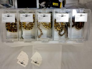 Gemini Pythons first reptile show