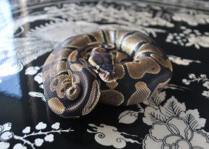 Pet snake ball python for sale in Metro Vancouver