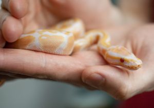 Baby lavender albino ball python