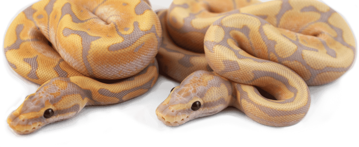 Gemini Pythons - A Canadian Ball Python Breeder