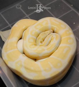 Albino ball python on eggs