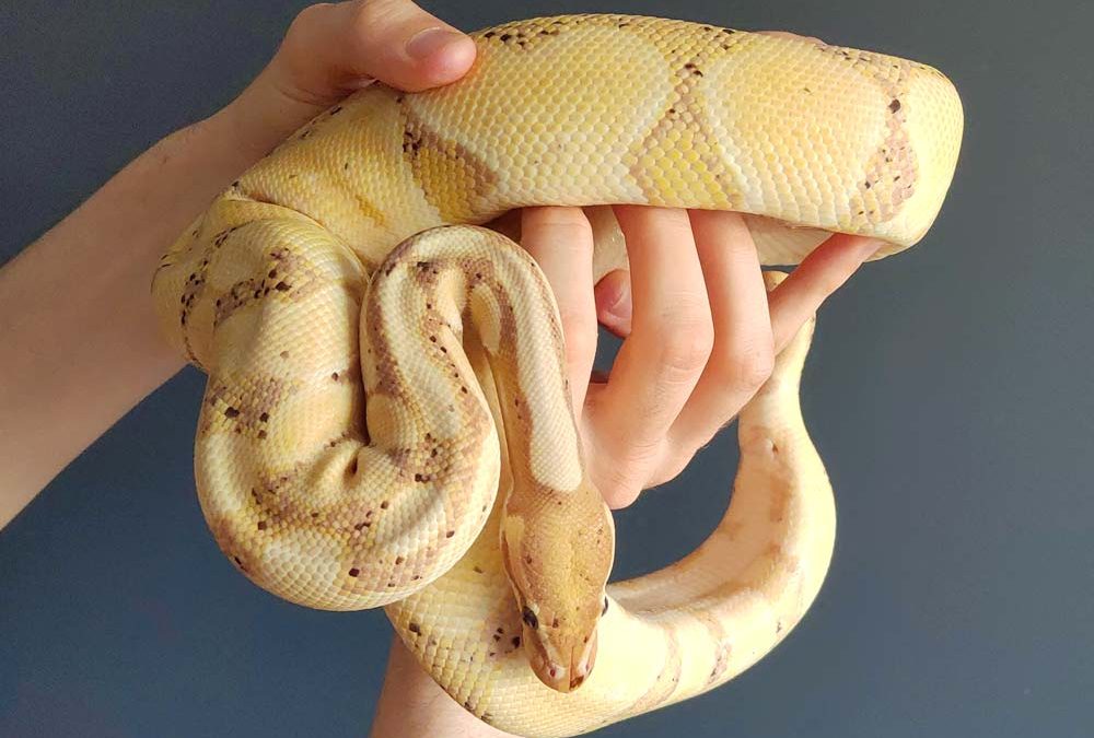 Coral Glow het Pied ball python