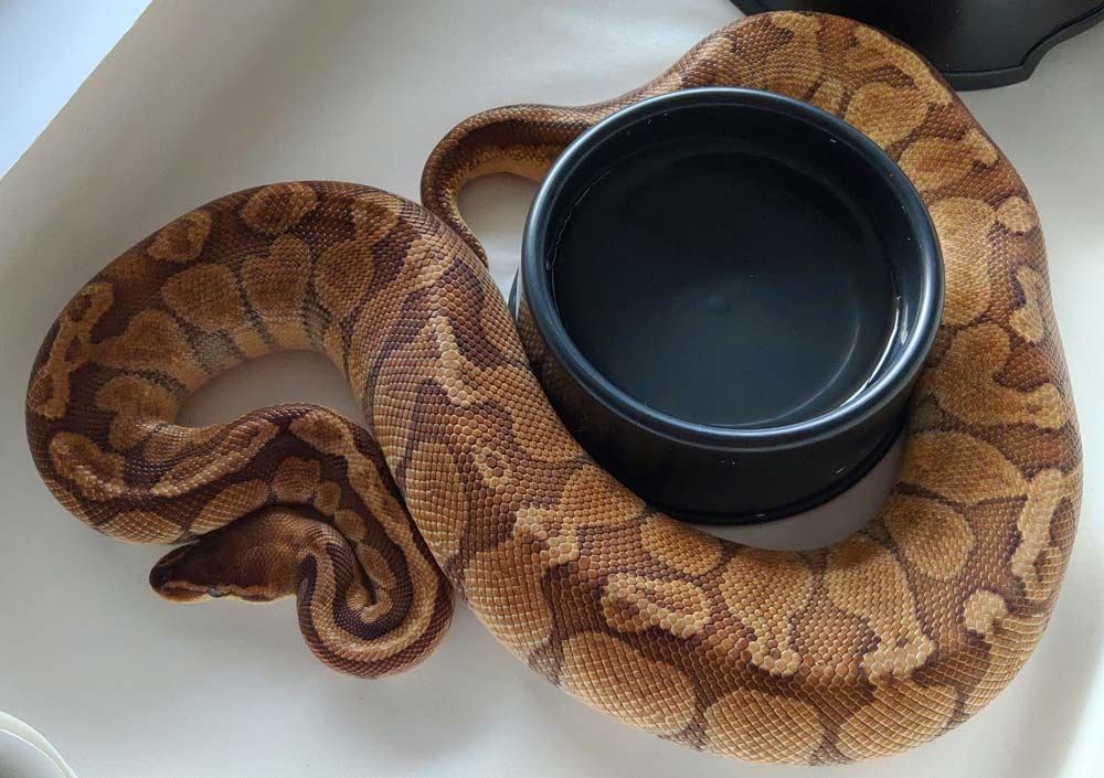 Sunset Ball Python for sale in Canada