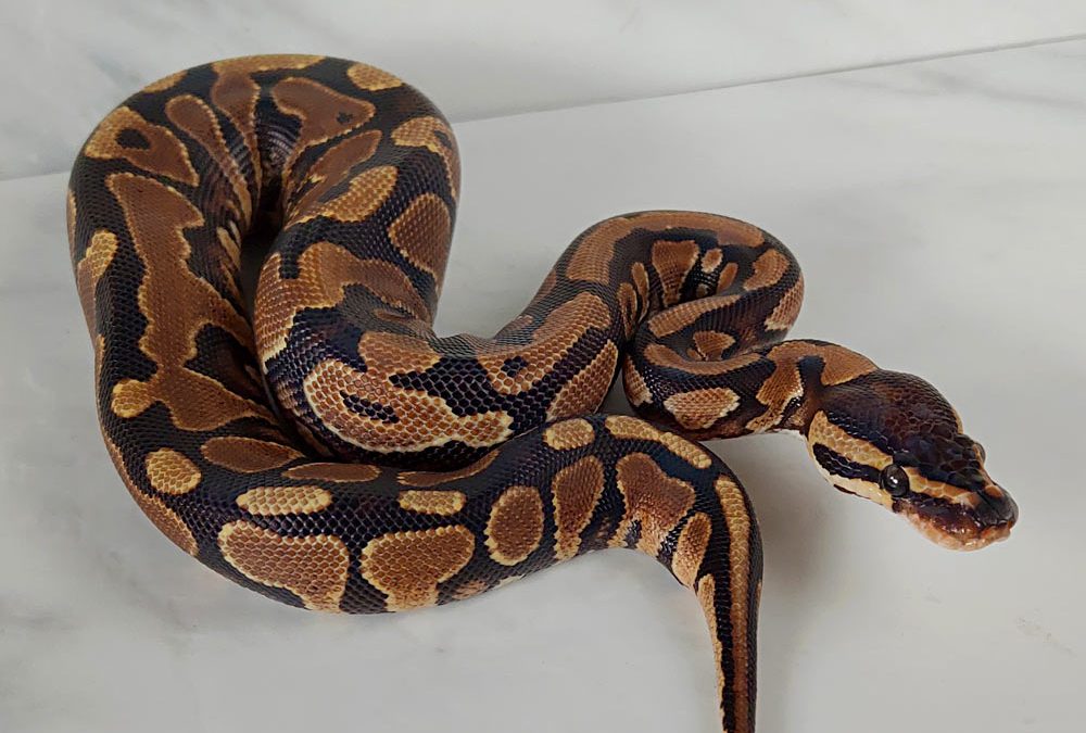 Yellow Belly ball python for sale