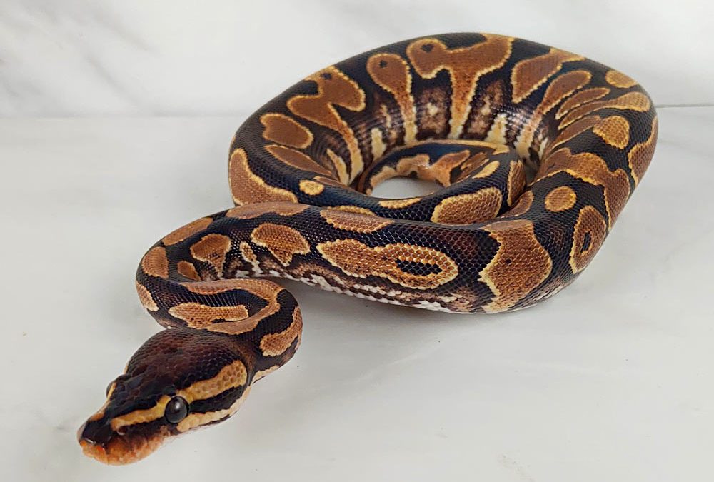 Yellow Belly ball python for sale